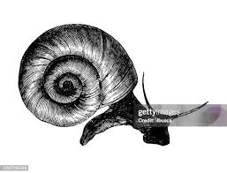 Attēlu rezultāti vaicājumam “Planorbidae”