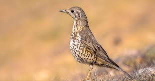 Attēlu rezultāti vaicājumam “Turdus viscivorus juvenile”