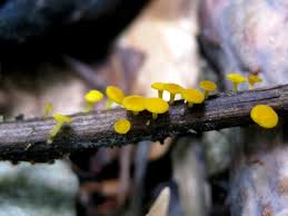 Attēlu rezultāti vaicājumam “Hymenoscyphus sp.”