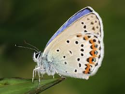 Attēlu rezultāti vaicājumam “Plebejus argus / Plebejus idas”