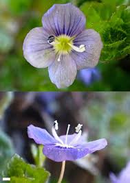 Attēlu rezultāti vaicājumam “Veronica filiformis bud”