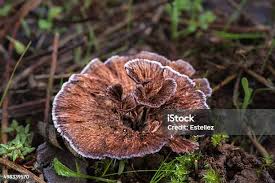 Attēlu rezultāti vaicājumam “Abortiporus biennis”