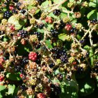 Image result for Rubus sectio