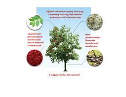 Attēlu rezultāti vaicājumam “Sorbus intermedia fruit”
