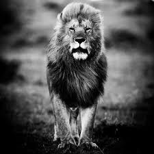 Image result for bilder