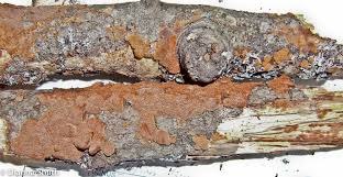 Attēlu rezultāti vaicājumam “Phellinus ferruginosus”