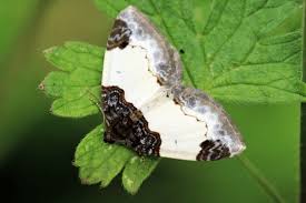 Attēlu rezultāti vaicājumam “Mesoleuca albicillata”