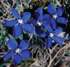 Attēlu rezultāti vaicājumam “Gentiana pneumonanthe leaf”