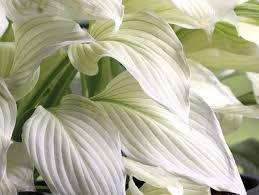 Image result for Hosta White Feather