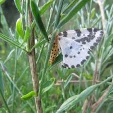 Attēlu rezultāti vaicājumam “Abraxas grossulariata imago”