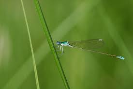 Attēlu rezultāti vaicājumam “Nehalennia speciosa”