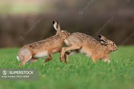 Attēlu rezultāti vaicājumam “Lepus europaeus adult”