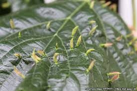 Attēlu rezultāti vaicājumam “Eriophyes tiliae”