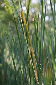 Attēlu rezultāti vaicājumam “Typhaceae”