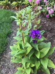Attēlu rezultāti vaicājumam “Campanula glomerata leaf”