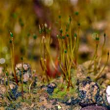 Attēlu rezultāti vaicājumam “Funariales”