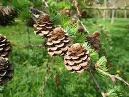 Attēlu rezultāti vaicājumam “Larix kaempferi”