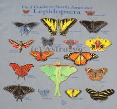Attēlu rezultāti vaicājumam “Lepidoptera”