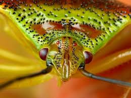 Attēlu rezultāti vaicājumam “Acanthosoma haemorrhoidale”