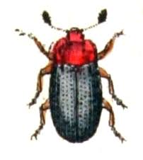 Attēlu rezultāti vaicājumam “Triplax russica”