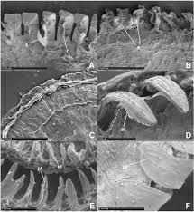Attēlu rezultāti vaicājumam “Polytrichastrum formosum sporophyte”