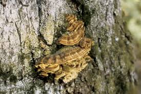 Attēlu rezultāti vaicājumam “Phellinus pini”