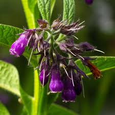 Image result for Symphytum officinale