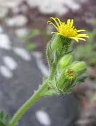 Attēlu rezultāti vaicājumam “Senecio viscosus flower”