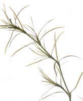 Attēlu rezultāti vaicājumam “Najas flexilis”