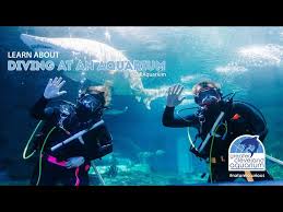 Image result for Cleveland Divers