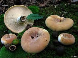 Attēlu rezultāti vaicājumam “Lactarius”