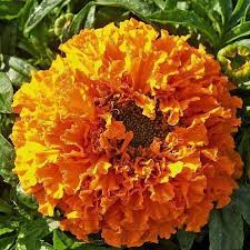 Attēlu rezultāti vaicājumam “Tagetes flower”