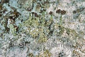 Attēlu rezultāti vaicājumam “Cladonia phyllophora”