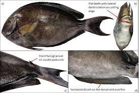 Image result for Acanthurus xanthopterus