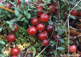 Attēlu rezultāti vaicājumam “Oxycoccus palustris”