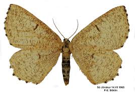 Attēlu rezultāti vaicājumam “Angerona prunaria”