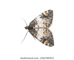 Attēlu rezultāti vaicājumam “Dysstroma truncata”