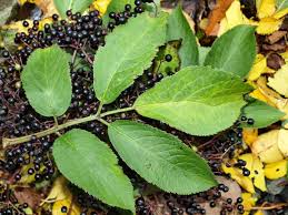 Attēlu rezultāti vaicājumam “Sambucus nigra leaf”