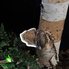 Attēlu rezultāti vaicājumam “Hymenostylium recurvirostrum macro”