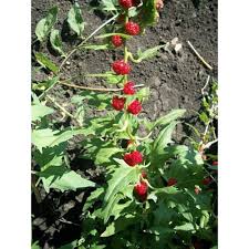 Attēlu rezultāti vaicājumam “Chenopodium foliosum fruit”