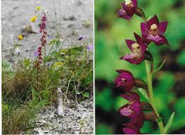 Attēlu rezultāti vaicājumam “Epipactis atrorubens bud”