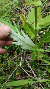Attēlu rezultāti vaicājumam “Cirsium heterophyllum leaf”