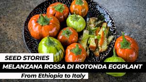 Afbeeldingsresultaat voor melanzana prosperosa eggplant