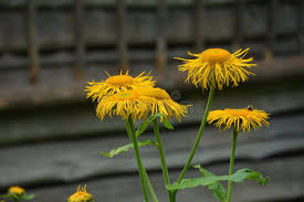 Attēlu rezultāti vaicājumam “Telekia speciosa flower”