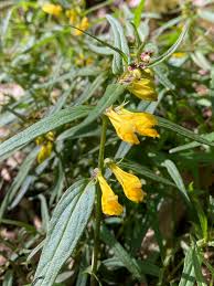 Attēlu rezultāti vaicājumam “Melampyrum sylvaticum flower”