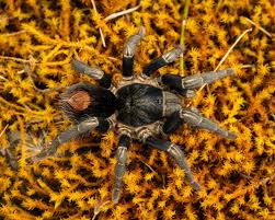 Attēlu rezultāti vaicājumam “Harminius undulatus”