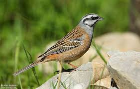 Image result for Emberiza cia