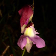 Attēlu rezultāti vaicājumam “Lentibulariaceae”