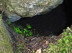 Attēlu rezultāti vaicājumam “Schistostega pennata”