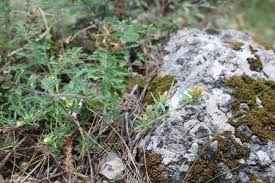 Attēlu rezultāti vaicājumam “Diderma montanum”